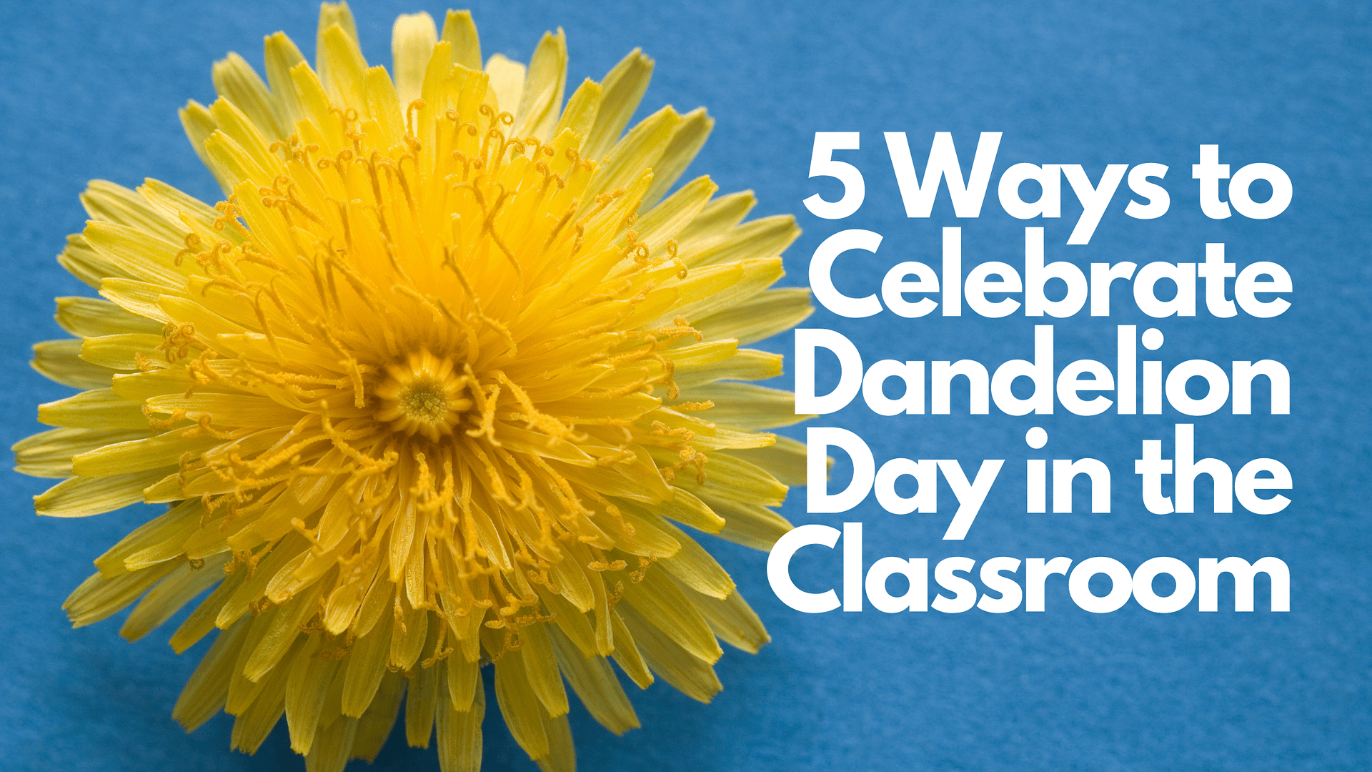 5 Ways to Celebrate Dandelion Day in your Classroom
